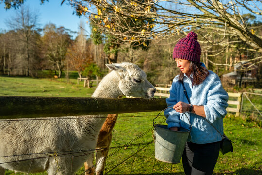 Portrait of woman feeding alpacas at the paddock in the morning, Mount Macedon, Victoria, Australia