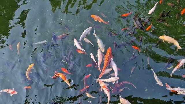 A flock of colorful koi fish swimming in the clear water of a pond. Top view of ornamental fish. Feeding fish in a lake. A large number of koi fish in one place. Fish compete for food