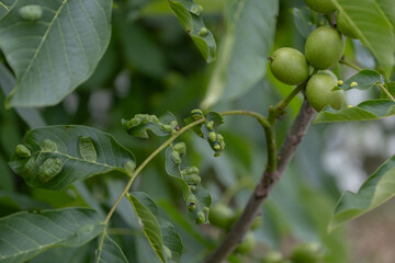 Fototapeta premium Gall Mite Damage on Walnut Leaves and Shoots Near Developing Nuts
