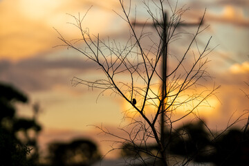 Obraz premium Silhouette of a small bird resting quietly among the delicate, leafless branches of a young tree as the sun sets toward the horizon, Victoria, Australia