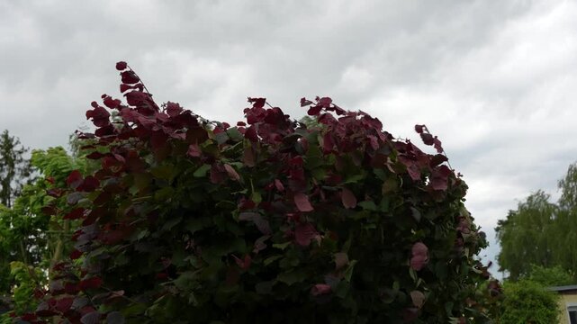 Purple smoke bush leaves, Cotinus coggygria, rise against a gray storm sky in a garden. Dark foliage, hedges, and distant trees create a moody weather scene.
