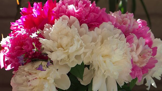 Close-up of multicolored peonies in a vase. Cut flowers.