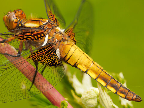 Plattbauch-Libelle, Makroaufnahme, OM-System 90 mm Pro, Kraichtalsee, Kraichgau, Sommer
