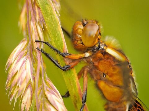 Plattbauch-Libelle, Makroaufnahme, OM-System 90 mm Pro, Kraichtalsee, Kraichgau, Sommer