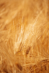 Fototapeta premium Golden barley ears growing in fertile farmland under natural conditions. Commercial agriculture, cereal cultivation, agribusiness and sustainable food production.