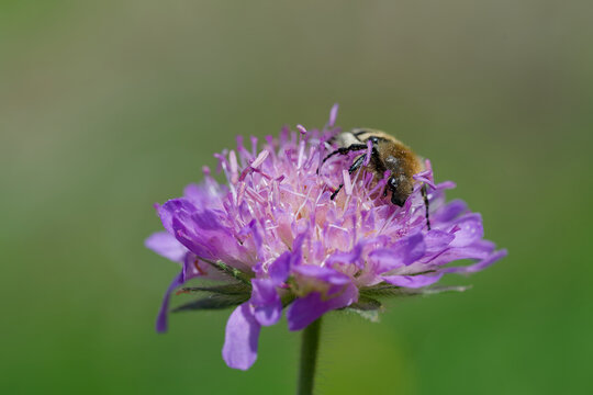 Eurasian bee beetle feeding on a flower of  field scabious.