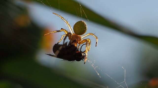 spider web predator close up