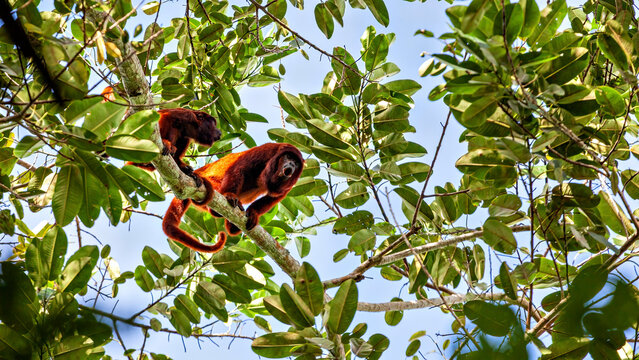 The red howler monkeys in the Amazon Basin near Rurrenabaque, Bolivia (Alouatta seniculus)
