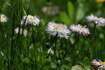 Dense cluster of daisy flowers in fresh green grass creating a spring meadow texture, Bellis perennis © Olga