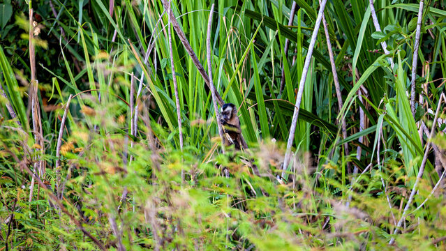 A hooded capuchin monkey in the Amazon Basin near Rurrenabaque, Bolivia (Sapajus apella)