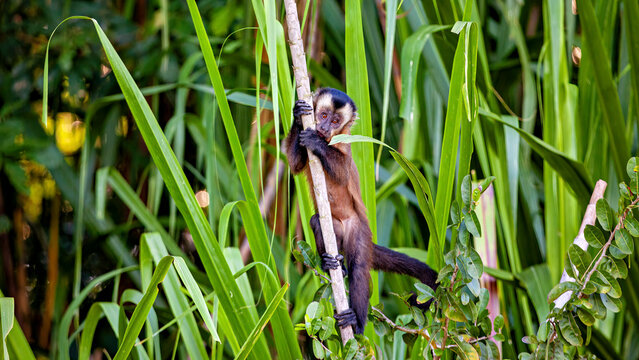 A hooded capuchin monkey in the Amazon Basin near Rurrenabaque, Bolivia (Sapajus apella)