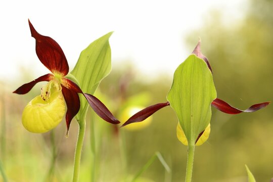 Gelber Frauenschuh (Cypripedium calceolus) auf Kalkmagerrasen