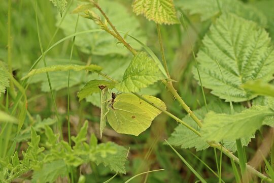 Zitronenfalter (Gonepteryx rhamni)
kurz vor der Paarung