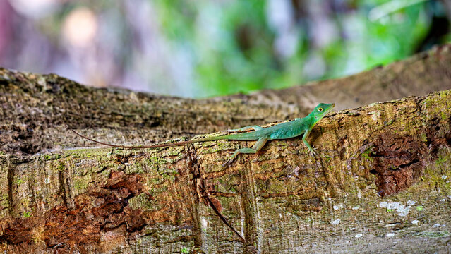 Anolis in the Amazon Basin near Rurrenabaque, Bolivia (fringed-finger lizards)
