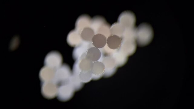Pollen under the microscope