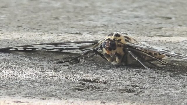 

Wild magpie moth resting on concrete with damaged torn wing, concept of survival in nature#002
