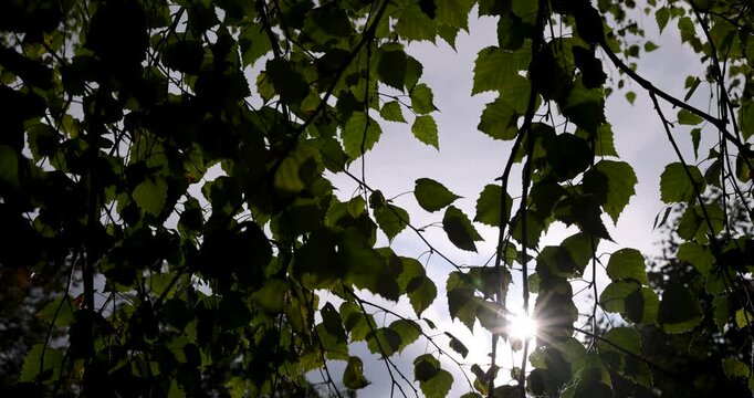 Birch leaves are green in color, birch leaves create a dense natural tree crown against the blurred background of the park during the day.