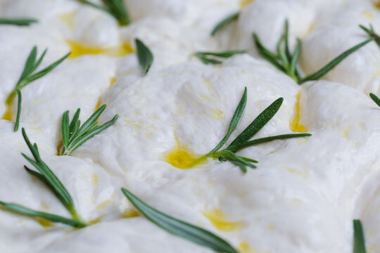 Naturally fermented sourdough focaccia dough with fresh rosemary and olive oil before baking. The soft, airy dough displays an elastic structure.