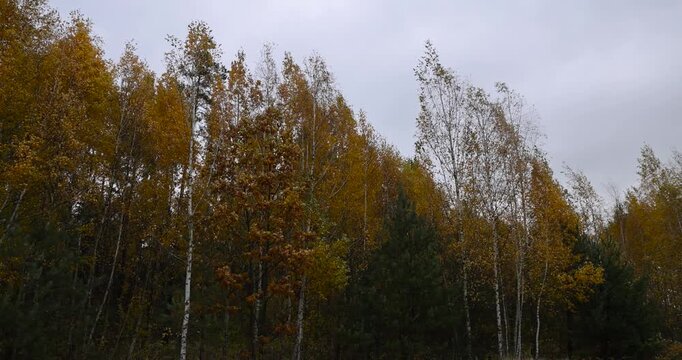 foliage on young birches in the autumn season in cloudy weather, a completely cloudy sky in a forest with a large number of birches on which the foliage turns yellow in autumn