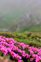 Obraz premium closeup of hiking girl siting on hill with beautiful wild rhododendron pink flowers on mountain peak with clouds in the background during summer time. Girl in pink flowers in mountaints. Rhododendron