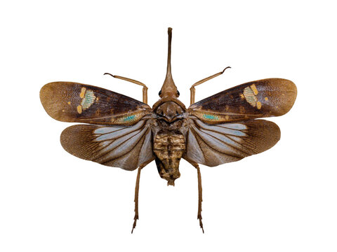 Brown lanternfly insect with open wings isolated on white background.