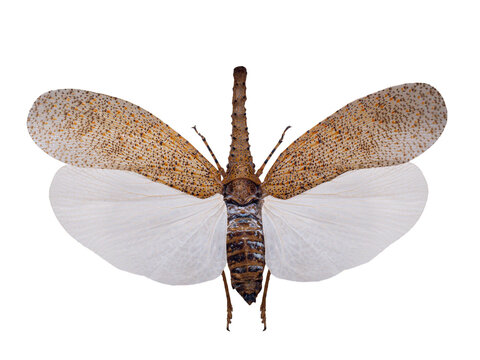 Lanternfly with brown speckled and white wings isolated on white.