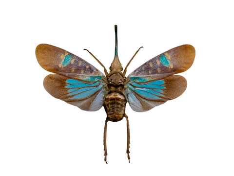Lanternfly bug with turquoise wings isolated on white background.