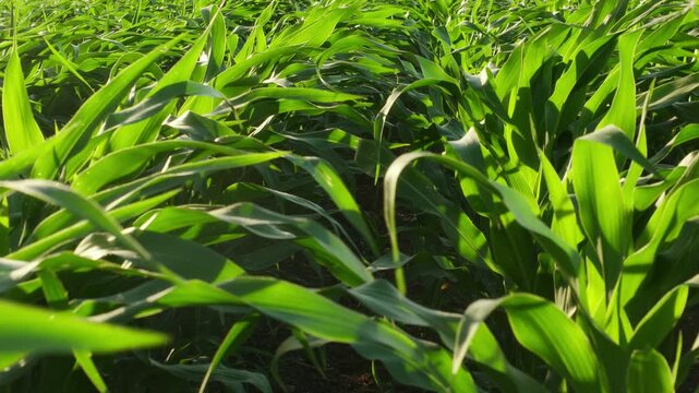 Leaves of corn plants on a field moving beautifully in the wind. Moving slowly through the rows of cultivated land. A sunny agricultural scene in beautiful slow motion. 