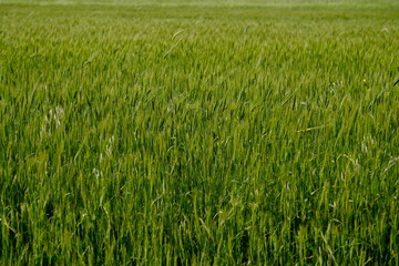 Fototapeta premium green wheat field