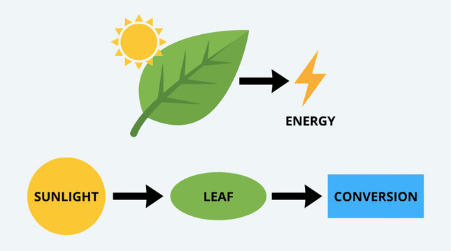 Photosynthesis Leaf Sunlight Energy Conversion