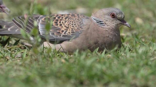 Oriental Turtle Dove panting with open beak in the summer grass
