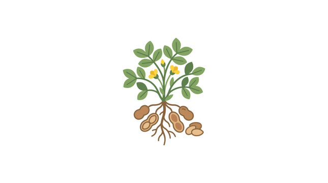 Peanut Plant With Pods and Roots, Groundnut Growth, Healthy Food