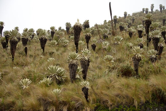 Frailejone plants in a foggy landscape at El Angel Reserve, Carchi, Ecuador, on a rainy day