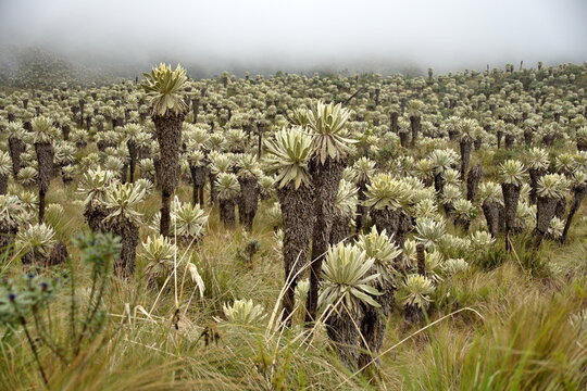 Frailejone plants in a foggy landscape at El Angel Reserve, Carchi, Ecuador, on a rainy day