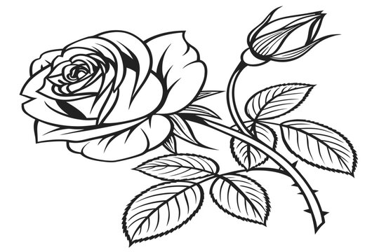 coloring page line art peach rose flower black vector
