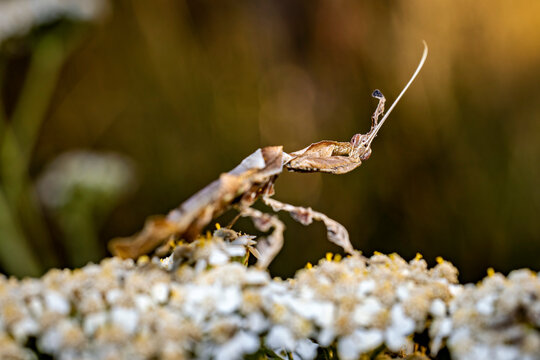 A ghost mantis in a meadow  (Phyllocrania paradoxa)