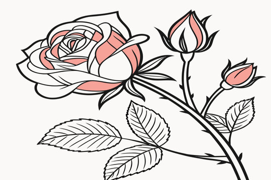 coloring page line art peach rose flower black vector