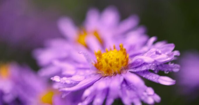 Lilac aster flowers with dew, small asters with thin petals in drops of moisture are in the center of a flower bed against a background of green grass.