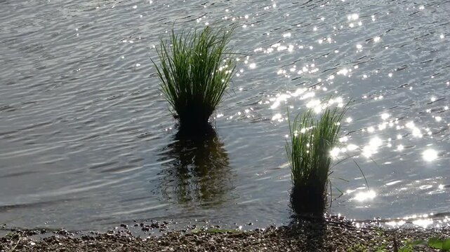 Water ripples and sunlight reflecting on a lake surface