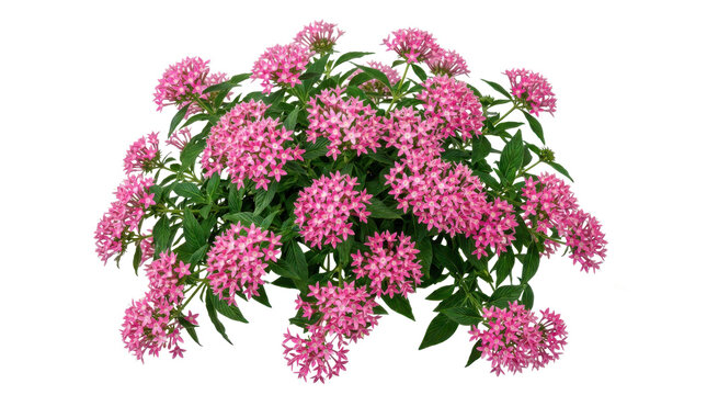 Pentas lanceolata plant with clusters of star shaped pink flowers isolated on a transparent background for gardens.