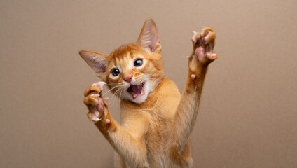abyssinian kitten playing wildly with copy space © furryfritz