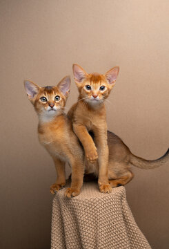 two curious abyssinian kittens studio portrait