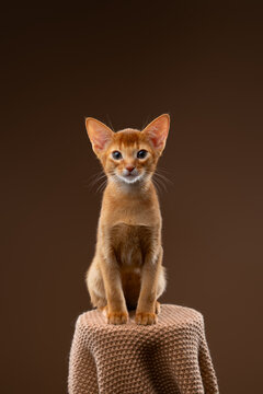 abyssinian kitten studio portrait on brown background