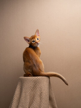cute abyssinian kitten portrait on brown background