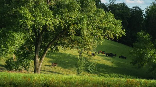 Beautiful sunny pasture with cows and calves grazing on the green grass in the shade of magnificent old trees 
