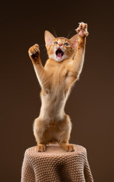kitten playing wildly against brown studio background
