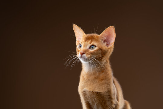 abyssinian kitten studio portrait on brown background