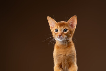 abyssinian kitten studio portrait on brown background © furryfritz