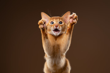 kitten playing wildly against brown studio background © furryfritz