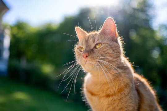 orange cat sitting outdoors in sunny garden